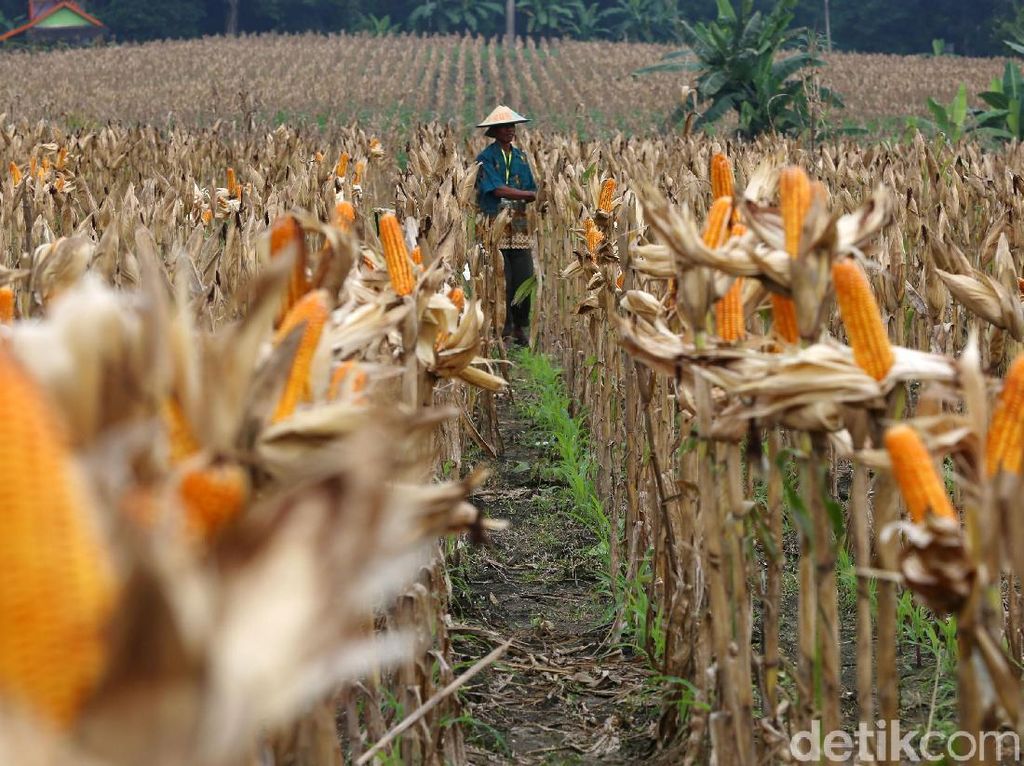 Cerita Manisnya Bisnis Jagung Pakan Ternak dari Pengusaha NTB Cerita Manisnya Bisnis Jagung Pakan Ternak dari Pengusaha NTB