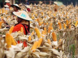 RI Mau Perluas Lahan Jagung 141 Ribu Ha di Papua-Kaltara, Bisa Ekspor Nih?
