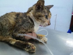 Pasca-operasi Caesar, Kucing di Makassar Ini Diinfus dan Dirontgen