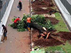 Akhir Pekan, Pemindahan Pohon Sudirman-Thamrin di Siang Hari