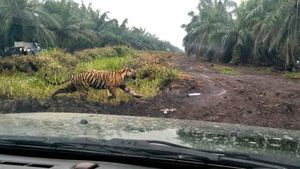 Auuum... Penampakan Terbaru Harimau Bonita Pemakan Jumiati