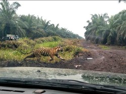 Ngerinya Warga Saat Melihat Harimau Bonita Duel dengan Kerbau