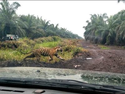 Auuum... Penampakan Terbaru Harimau Bonita Pemakan Jumiati