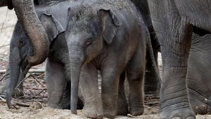 Kenalkan! Tun Kai dan Suki, Bayi Gajah yang Baru Lahir di Belgia