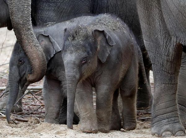 Kenalkan! Tun Kai dan Suki, Bayi Gajah yang Baru Lahir di Belgia