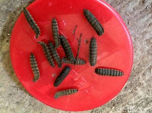 Telur Lalat Tentara Hitam Bermanfaat untuk Pakan Ternak Unggas dan Ikan
