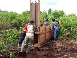 Melihat Box Trap untuk Menangkap Harimau Bonita