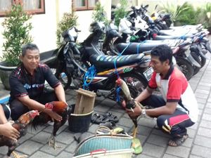 Gerebek Judi Sabung Ayam, Polisi Amankan Motor dan Ayam Jago