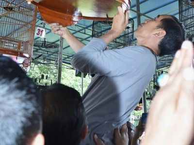 Ini Burung Jokowi yang Kalah di Lomba Kicau Piala Presiden