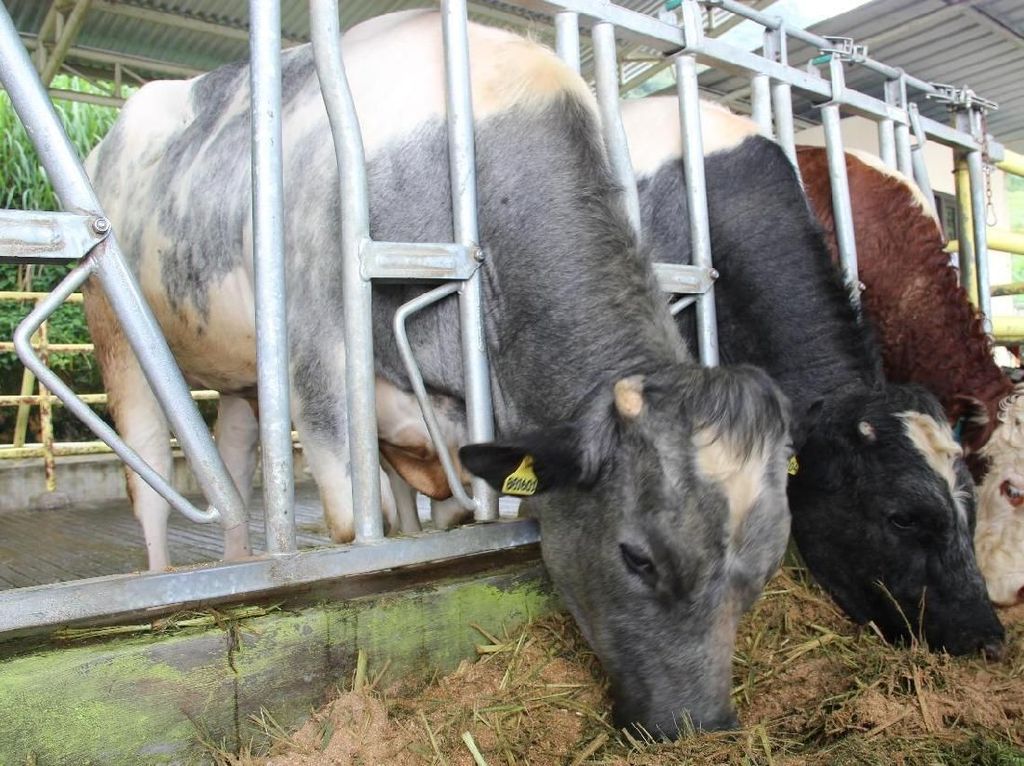 Tinjau Peternakan di Toba, Jokowi Janji Tambah Sapi Belgian Blue Tinjau Peternakan di Toba, Jokowi Janji Tambah Sapi Belgian Blue