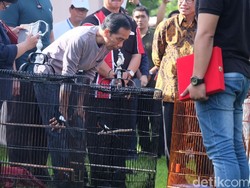 Kalah, Jokowi pun Ditolak Pemenang Lomba Burung