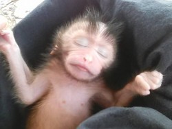 Viral! Wanita Ini Bantu Lahiran Monyet yang Sudah Mati dengan Cara Caesar