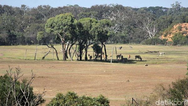 Foto: Rasa Afrika di Australia