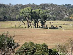 Foto: Rasa Afrika di Australia
