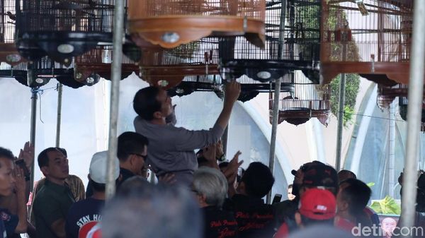 Gaya Jokowi Pantau Kontes Burung di Minggu Pagi