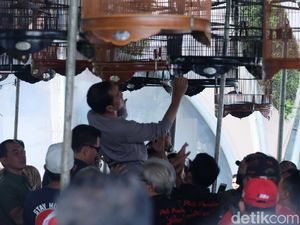 Pemerintah Lindungi Pleci hingga Kenari, Kontes Burung Diprotes