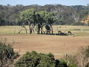 Ini Bedanya Kebun Binatang di Australia dan Indonesia