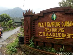 Yuk... Berburu Durian Khas Mojokerto di Kampung Duyung