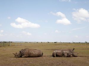 Tega! Badak Bercula Satu Makin Diburu Saat Corona