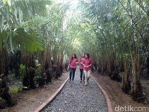 Cobain Yuk, Pengalaman Petik Salak dan Kopi di Kebun Trawas