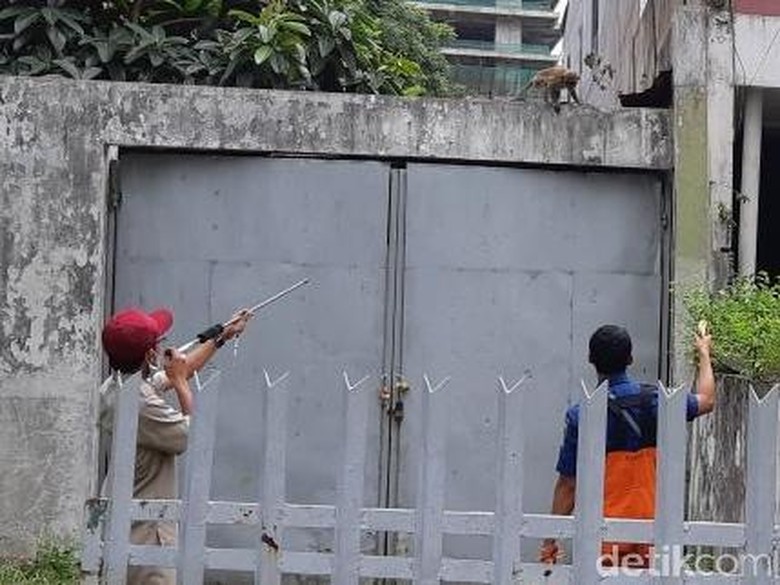 Berkeliaran di Permukiman Tanah Abang Monyet Liar 