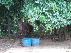 KPK Titip Kuda Sandalwood Jokowi di Istana Bogor