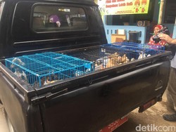43 Kucing Liar di Rusun Petamburan Ditangkap Petugas