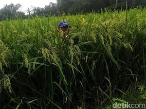 Padi Raksasa di Blitar, Tinggi Bisa Capai 2 Meter dan Bulir Banyak