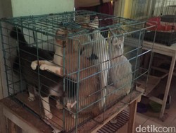Kucing Liar yang Ditangkap Bisa Diadopsi Usai Disterilkan