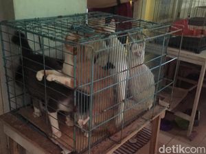 Kucing Liar yang Ditangkap Bisa Diadopsi Usai Disterilkan Kucing Liar yang Ditangkap Bisa Diadopsi Usai Disterilkan