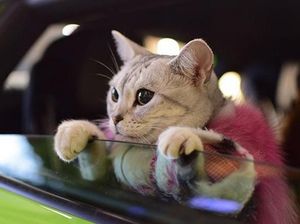 Mengenal Kucing American Shorthair, Ini Ciri-ciri Hingga Cara Merawatnya