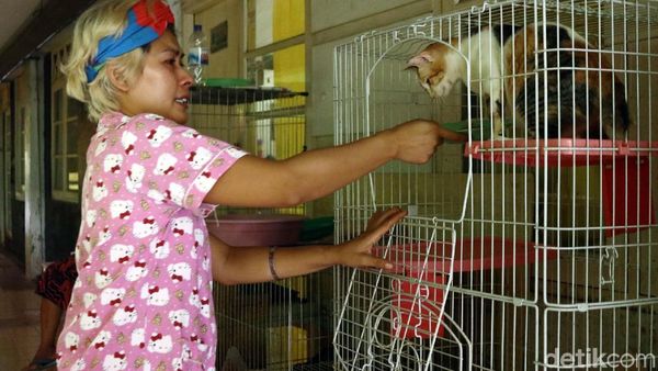 Kesedihan Mama Ciko yang Kucingnya Dibawa Petugas