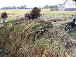 Belum Dua Pekan, Pemerintah Batalkan Kenaikan Harga Gabah dan Beras