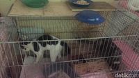 Meong! Penampakan Puluhan Kucing Liar yang Ditangkap karena Bau