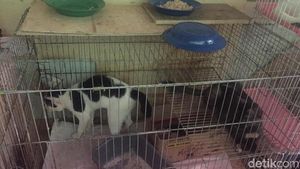 Meong! Penampakan Puluhan Kucing Liar yang Ditangkap karena Bau