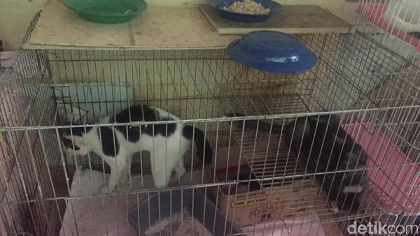 Meong! Penampakan Puluhan Kucing Liar yang Ditangkap karena Bau