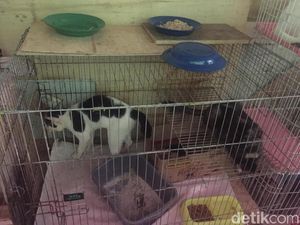 Meong! Penampakan Puluhan Kucing Liar yang Ditangkap karena Bau