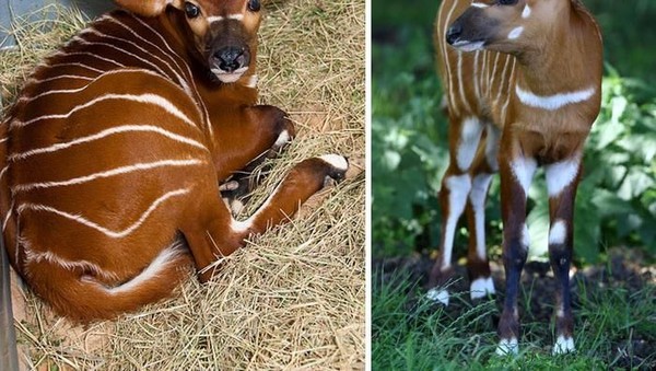 Kumpulan Foto Hewan Unik Yang Lucu Dan Langka Foto 19