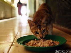 Kontroversi Warga Dilarang Beri Makan Kucing Liar Menuju Mediasi