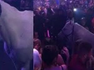 Kelab Malam di AS Terancam Ditutup Usai Ada Perempuan Tunggangi Kuda Kelab Malam di AS Terancam Ditutup Usai Ada Perempuan Tunggangi Kuda