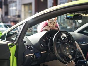 Otolovers Kalah Sama Kucing Ini, Jalan-jalannya Naik Lambo Terus