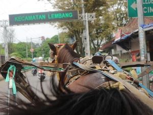 Naik Delman Keliling Lembang, Mesti Coba Nih!