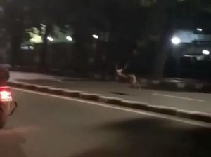 Rusa TMP Kalibata yang Lepas ke Jalan Sudah Ditangkap Rusa TMP Kalibata yang Lepas ke Jalan Sudah Ditangkap