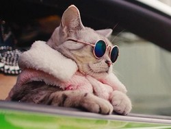 8 Kucing Rambut Pendek yang Bisa Kamu Pelihara di Rumah, Bikin Gemas!