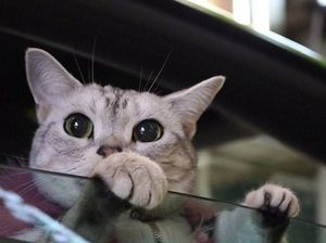 Mau Mudik Bawa Anabul dengan Aman? Ini Tips dari Pakar Unair