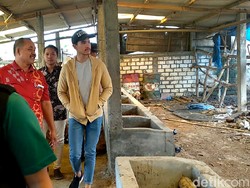 Kaesang Blusukan ke Peternakan Sapi di Lamongan