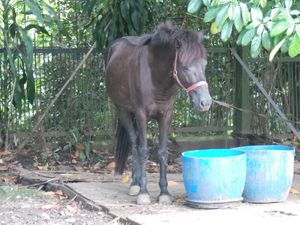 Kronologi KPK Titip Kuda Sandalwood Jokowi di Istana Bogor