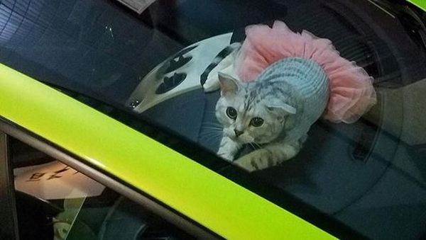 Bikin Gemes, Si Kucing Lambo