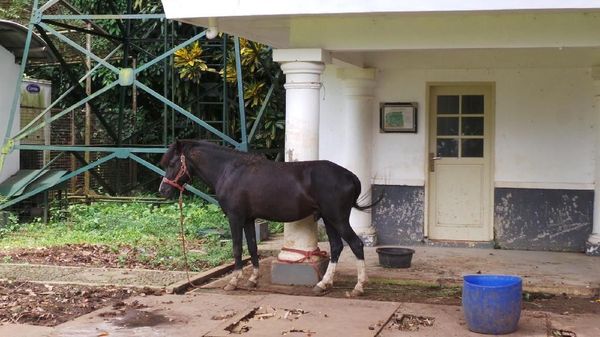 Foto: 2 Kuda Sandalwood Jokowi yang Dititipkan KPK di Istana Bogor
