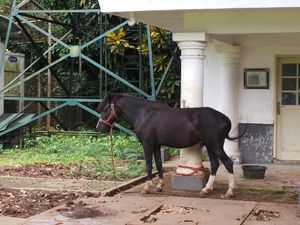 Foto: 2 Kuda Sandalwood Jokowi yang Dititipkan KPK di Istana Bogor